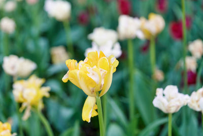 Close-up of yellow flowering plant