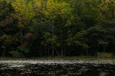 Scenic view of lake in forest