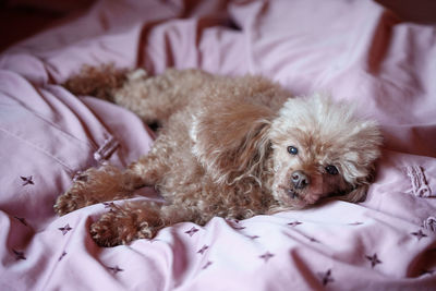 Close-up of dog sleeping on bed at home