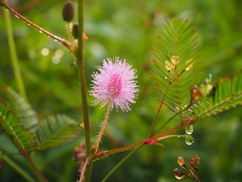 Close-up of thistle flower