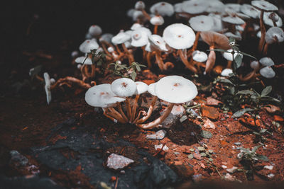 Close-up of mushrooms growing on field