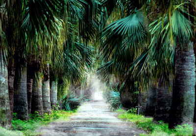 Footpath amidst palm trees in forest