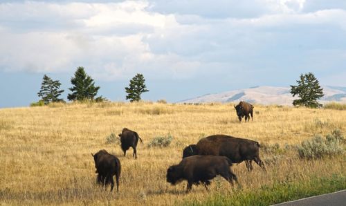 American bison on field against sky