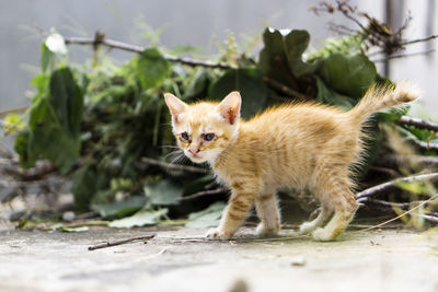 Cat looking away