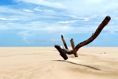 Driftwood on sand at beach against sky