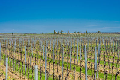 Scenic view of vineyard against blue sky