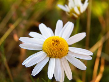 Close-up of white flower blooming outdoors