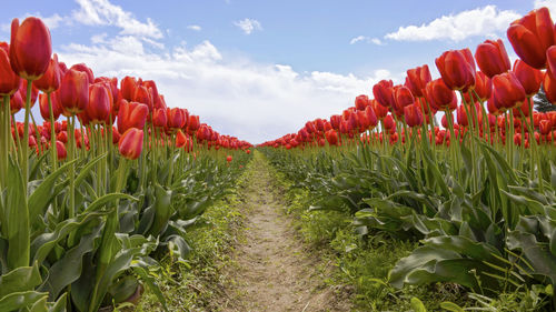 Red flowers growing on field against sky