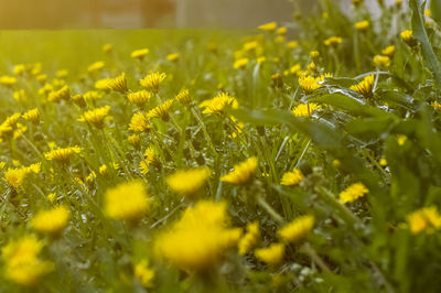 Close-up of yellow flowering plant