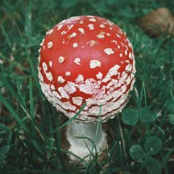 Close-up of mushroom growing on field