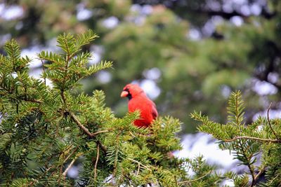 Bird perching on tree