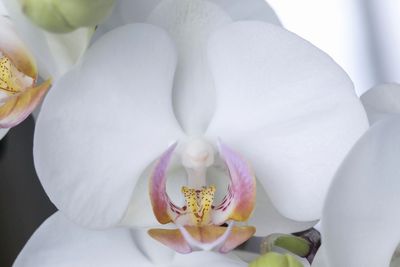 Close-up of white flowers blooming outdoors