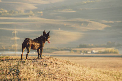 Dog panting while standing on grassy field