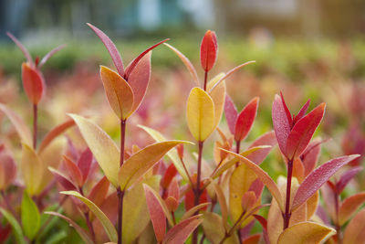 Fresh red young leaves and small buds of australian brush cherry plant in the garden,  creek pilly 