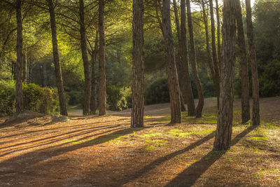 Trees in forest