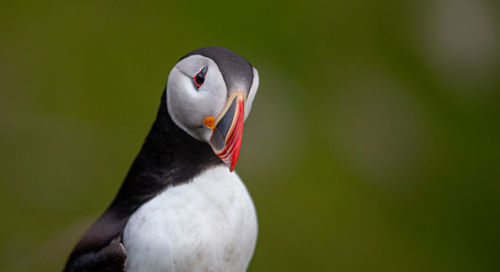 Close-up of swan