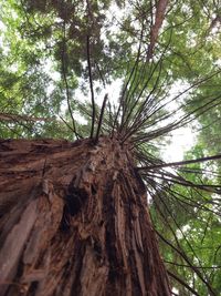 Low angle view of tree trunk in forest