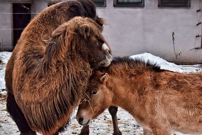 Camel by przewalski horse at zoo during winter