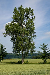 Tree on field against sky