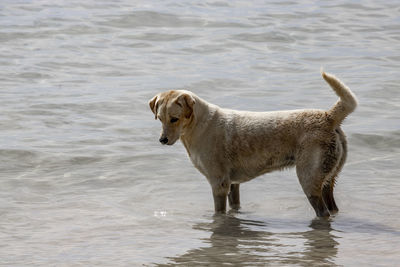 Side view of a dog in water