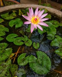 Close-up of lotus water lily in pond