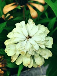 Close-up of white daisy blooming outdoors