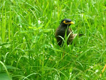 Close-up of myna on grass