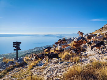 View of a herd of goats on field against sky