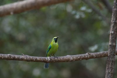 Bird perching on branch