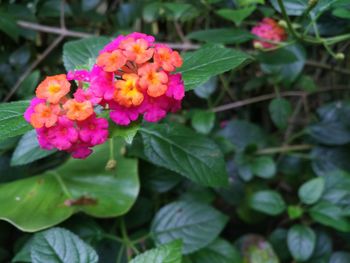 Close-up of pink flowering plant