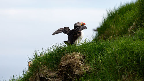 Low angle view of bird flying in a field