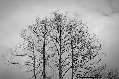 Low angle view of bare trees against cloudy sky