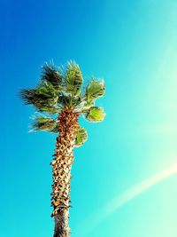 Low angle view of plant against blue sky