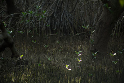 Close-up of leaves on field during rainy season