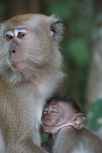 Close-up of monkey baby looking away