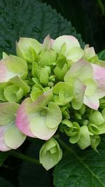 Close-up of flowers