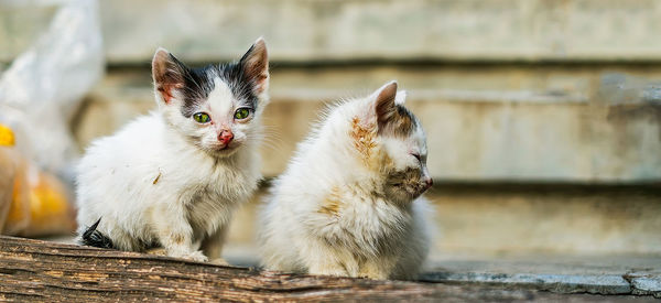 Two cute kittens sitting on a wooden bench