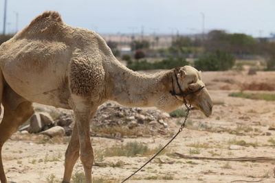 Close-up of a camel  standing on field