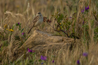 Bird perching on rock