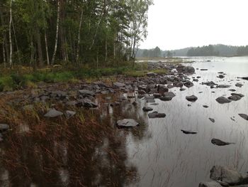 Scenic view of river in forest against sky