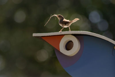 Close-up of seagull perching