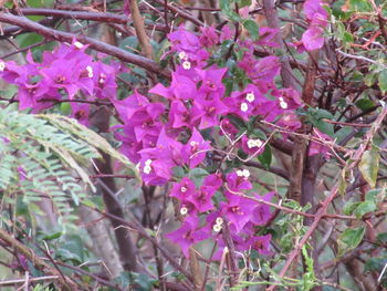 Close-up of purple flowers on tree