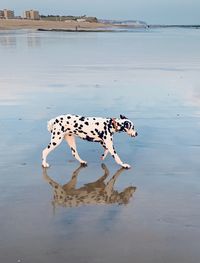 View of dog on beach