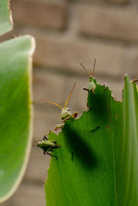 Low angle view of grasshopper on leaf outdoors