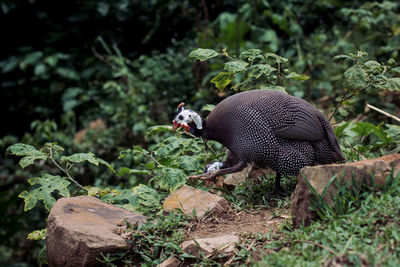 Close-up of a bird on land