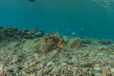 Fish swimming in sea