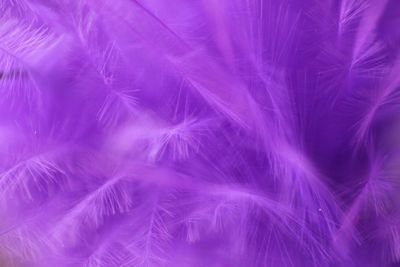 Abstract image of purple background