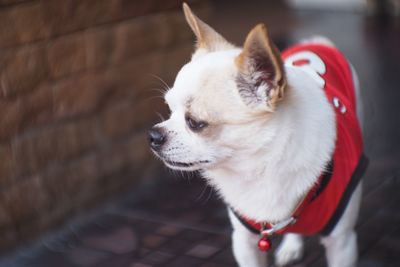 Close-up of dog