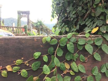 Close-up of ivy growing on railing