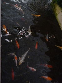 High angle view of koi carps swimming in pond